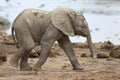 Baby African Elephant Royalty Free Stock Photo