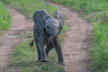 Baby African elephant on a dirt road Royalty Free Stock Photo