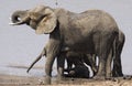 Baby African elephant down under where there is shade.