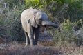 A young African Elephant eating the foliage from a Sweet Thorn bush on Kariega Game Reserve.