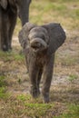 Baby African elephant faces camera twisting trunk