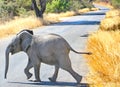 A baby african elephant, Kruger National Park Royalty Free Stock Photo