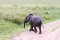 Baby African elephant Loxodonta africana running Royalty Free Stock Photo