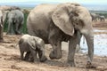 Baby African Elephant and Mom Royalty Free Stock Photo
