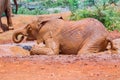 Baby African Elephant In Mud Bath Having Fun Royalty Free Stock Photo