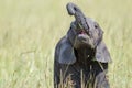 Baby African Elephant Playing With Elusive Strand Of Grass Royalty Free Stock Photo