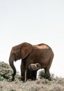 Baby African elephant playing with mother