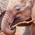 Baby African Elephant Playing With Stick Royalty Free Stock Photo
