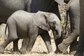 Baby African Elephant running Royalty Free Stock Photo