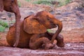 Baby African Elephant Skidding In Mud Bath