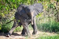 baby African elephant covered in dust Royalty Free Stock Photo