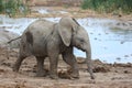 Baby African Elephant at Water Hole Royalty Free Stock Photo