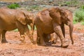 Baby African Elephants Running Through A Mud Bath Royalty Free Stock Photo