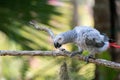 Baby African grey parrot with red tail hang on to the branch in the forest Royalty Free Stock Photo