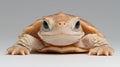 baby African helmeted turtle rests calmly on white background displaying its soft shell and tiny webbed feet while Royalty Free Stock Photo
