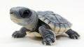 baby African helmeted turtle showcases its delicate features and soft shell while resting on white surface. Its small Royalty Free Stock Photo