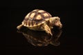 Baby African Spurred Tortoises Royalty Free Stock Photo