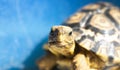 Baby African tortoise in hay basking in the sun in a blue container.