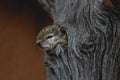 A baby African Tree Squirrel looking out its nest with sleepy eyes.