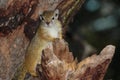 A baby African Tree Squirrel posing high up in a tree