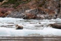 Baby Alaskan harbor seal lounging and relaxing on small iceberg with parent watching over