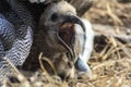 Baby Albatross with its peak open Royalty Free Stock Photo