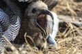 Baby Albatross with its peak open