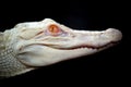 Baby albino alligator Royalty Free Stock Photo