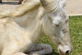 baby albino horse with blue eyes