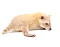 Baby albino raccoon isolated