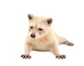 Baby albino raccoon isolated