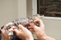 Baby Aligator Royalty Free Stock Photo