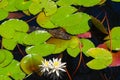 Baby aligator swimming in the swamp Royalty Free Stock Photo