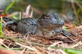 Baby Alligator Royalty Free Stock Photo