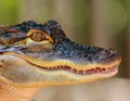 Baby Alligator Royalty Free Stock Photo