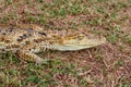 Baby alligator cayman gator face portrait head camouflaged in the wild Royalty Free Stock Photo