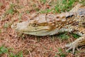 Baby alligator cayman gator face portrait head camouflaged in the wild