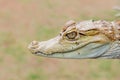 Baby alligator cayman gator face portrait head close up in the wild