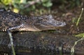 Baby Alligator close up Royalty Free Stock Photo