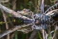 Baby Alligator Royalty Free Stock Photo