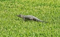Baby alligator Florida grass