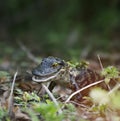 Baby Alligator