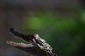 Baby Alligator Head Portrait Royalty Free Stock Photo