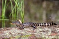 Baby Alligator Okefenokee Swamp Royalty Free Stock Photo