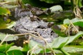 Mother Alligator with babies on her back; Okefenokee Swamp Royalty Free Stock Photo