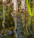 Baby Alligator Swimming in the Florida Wetlands Royalty Free Stock Photo