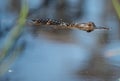 Baby alligator