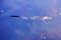 A baby Alligator is swimming