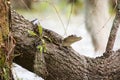 Baby alligator on tree