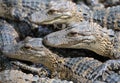 Baby alligators